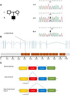 Successful Results of Intracytoplasmic Sperm Injection of a Chinese Patient With Multiple Morphological Abnormalities of Sperm Flagella Caused by a Novel Splicing Mutation in CFAP251